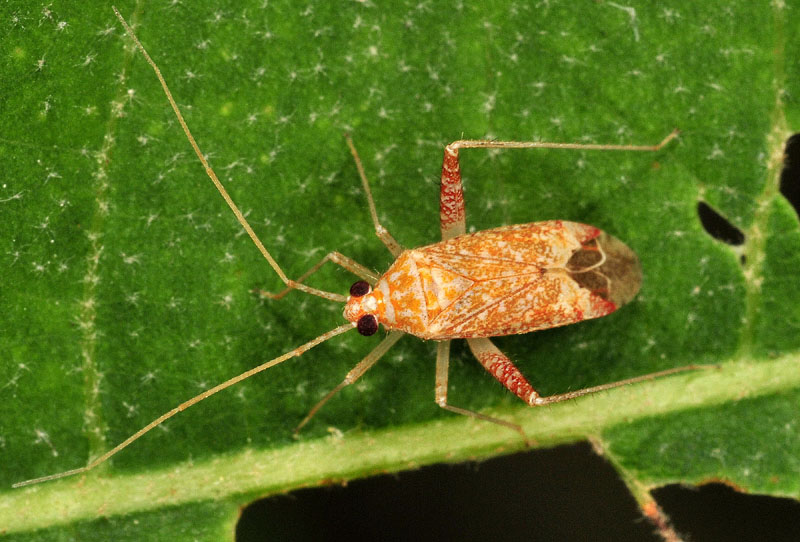 Miridae:  Phytocoris meridionalis